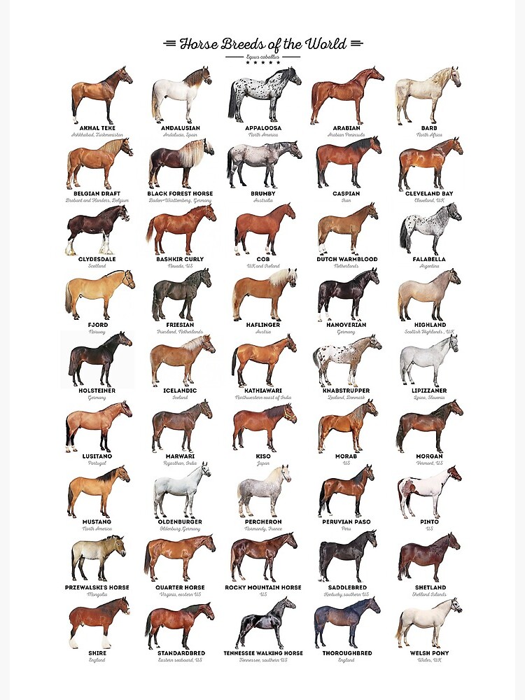 EraRepublicana's tweet photo. Hoy es quintidi 5 de vendimiario del año CCXXX del calendario republicano. Día del caballo. https://t.co/WQRtHAeiME