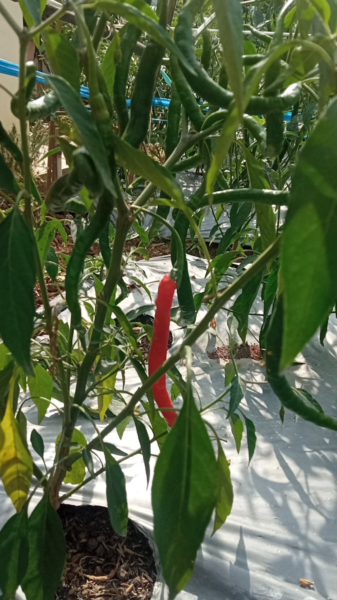Ryandisajja's tweet photo. Alhamdulillah hasilnya ya gini.
Jahe merah, cabe kriting organik
Cc: @Syawaludin3687 @msaid_didu
@Deddy_Mizwar_ @zaidulakbar @axdwin #organikfarming #cabekriting #jahemerah https://t.co/WCu1190zMa