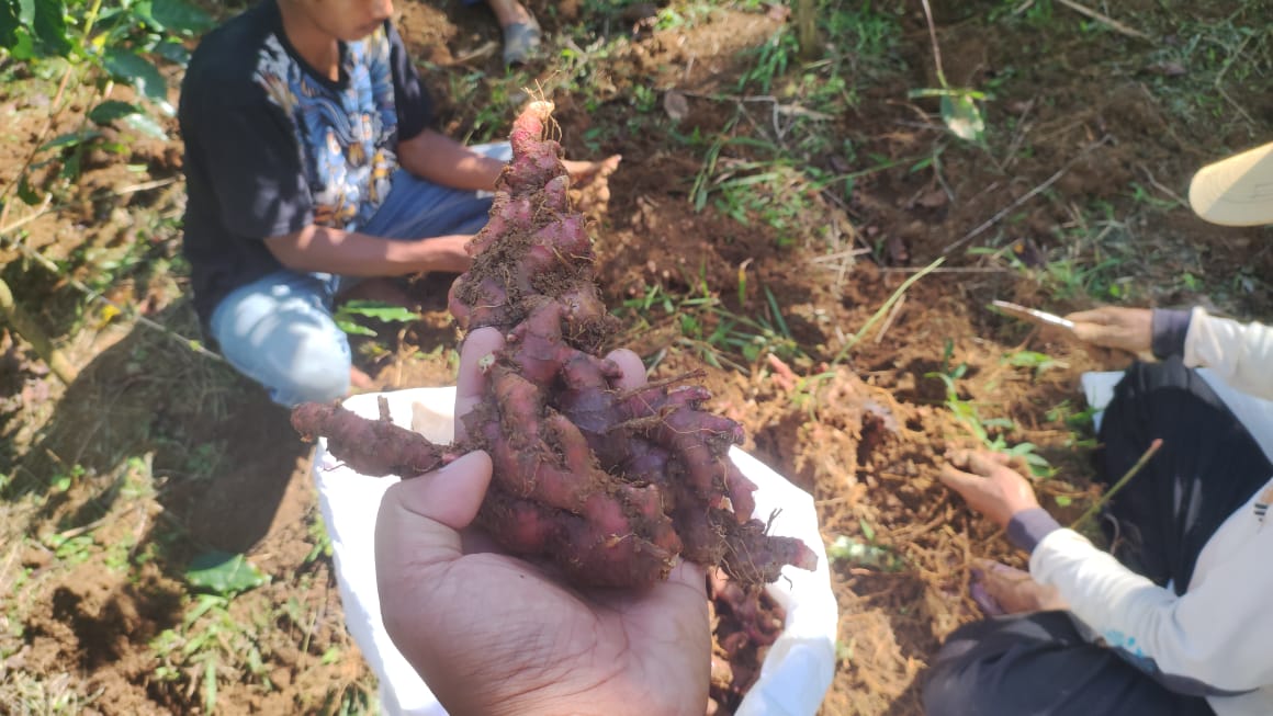 Ryandisajja's tweet photo. Alhamdulillah hasilnya ya gini.
Jahe merah, cabe kriting organik
Cc: @Syawaludin3687 @msaid_didu
@Deddy_Mizwar_ @zaidulakbar @axdwin #organikfarming #cabekriting #jahemerah https://t.co/WCu1190zMa