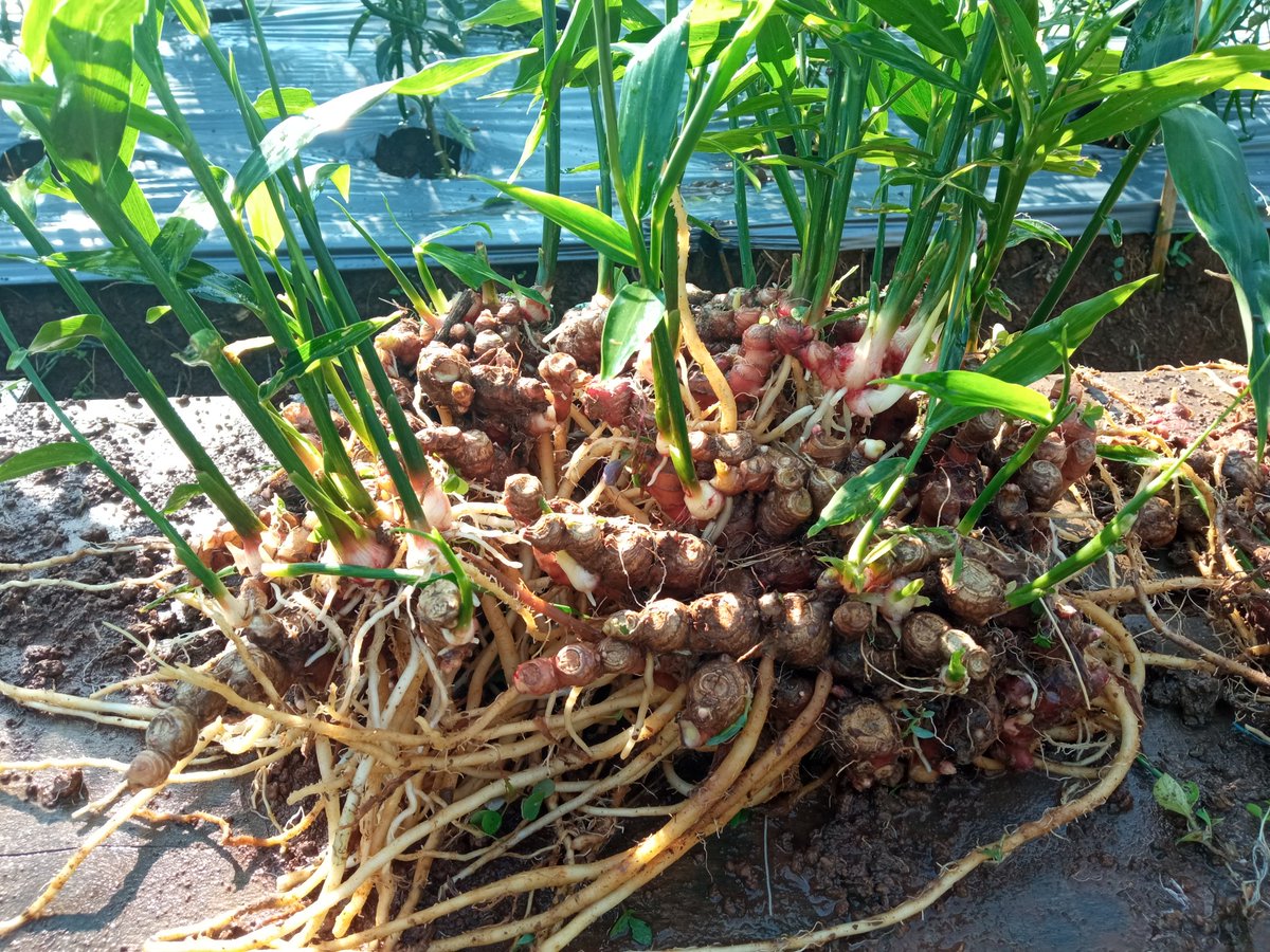 Ryandisajja's tweet photo. Alhamdulillah hasilnya ya gini.
Jahe merah, cabe kriting organik
Cc: @Syawaludin3687 @msaid_didu
@Deddy_Mizwar_ @zaidulakbar @axdwin #organikfarming #cabekriting #jahemerah https://t.co/WCu1190zMa