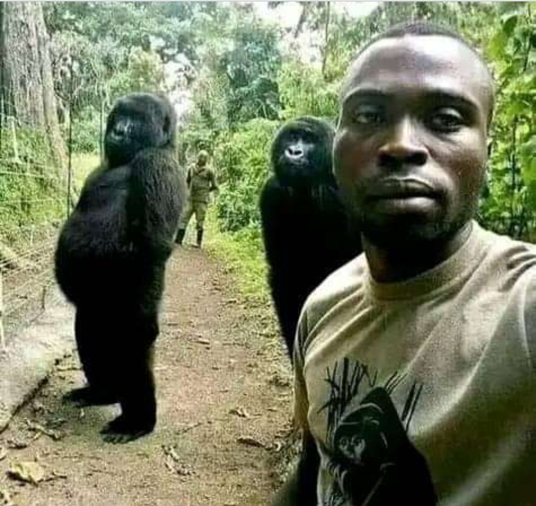 How many gorillas in this picture?😭😂
