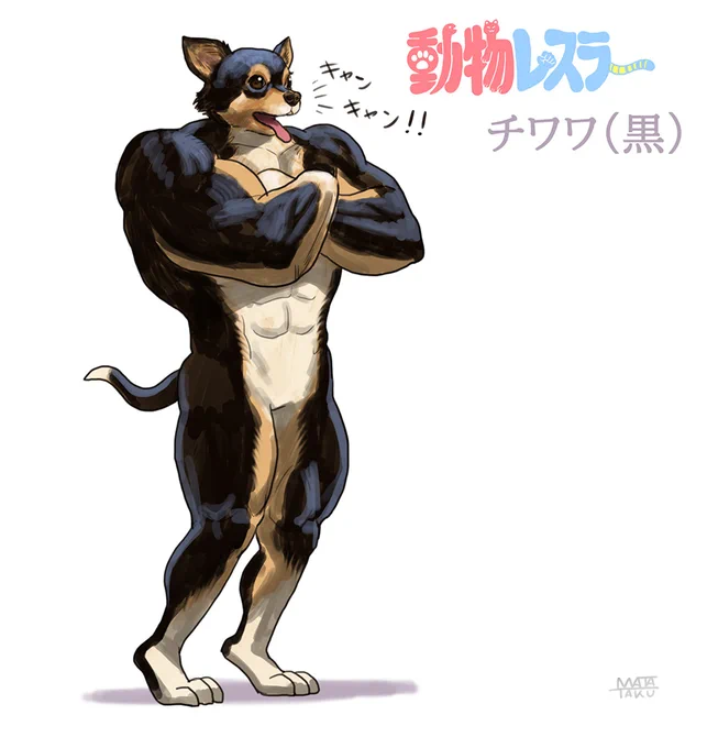 チワワ(黒)#動物レスラー 