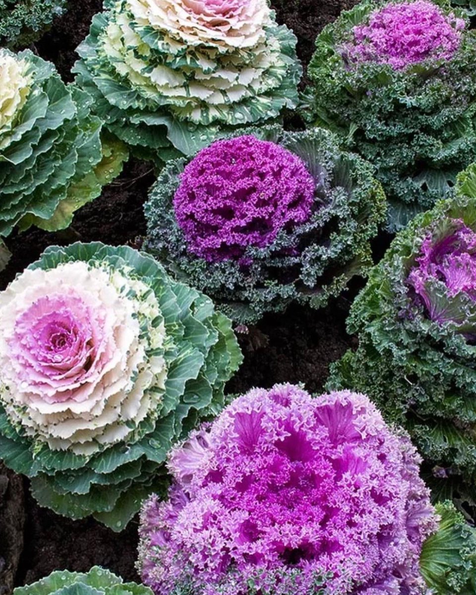 StemsOf's tweet photo. We have some beautiful ready made small posies to collect, all British flowers locally grown. £9.50.
We also have some gorgeous
Dahlias
Sedum
Alstroemerias
Brassica, all grown locally.
📞07521 911 432
#stemsoftaunton
#tauntonpremierflorist
#goodfloristguide https://t.co/U5qxd3AeSm