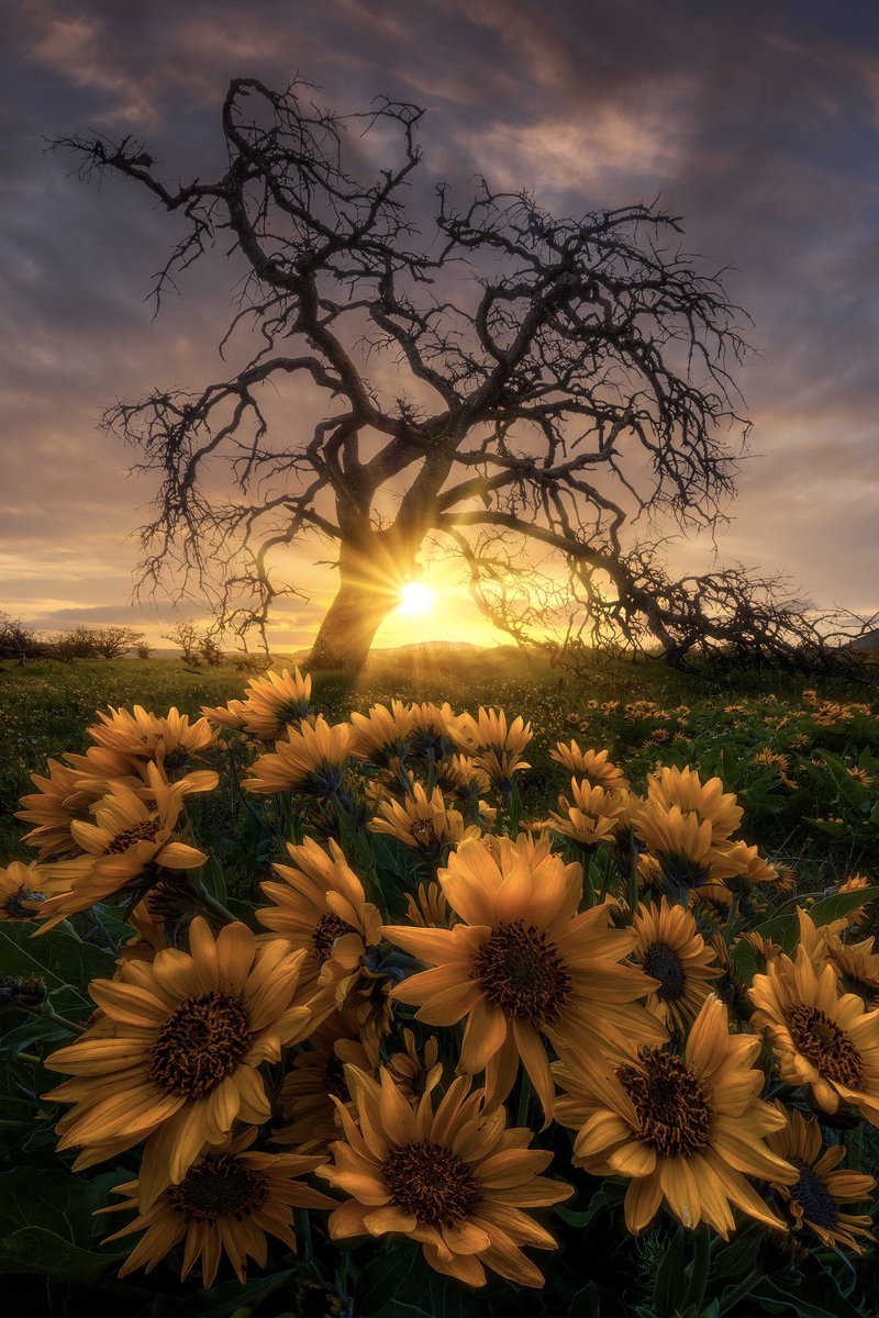 ryandyar's tweet image. Lone trees seem to just work easily as a subject to point my camera at for some reason.