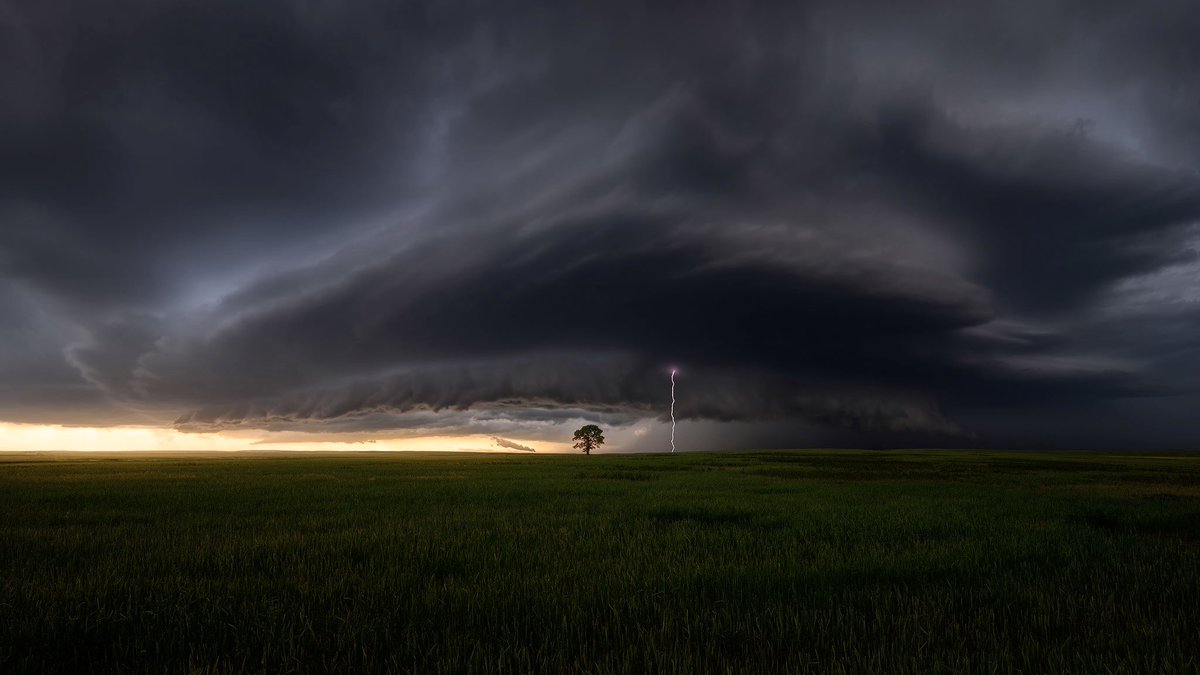 ryandyar's tweet image. Lone trees seem to just work easily as a subject to point my camera at for some reason.