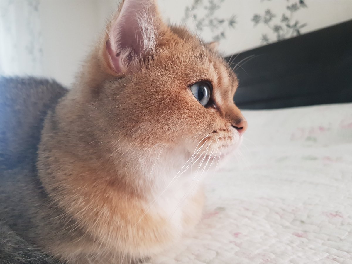 boncukbritish's tweet photo. #cat #cats #catlover #catsofinstagram #catlovers #instacat #catoftheday #catlife #cats_of_instagram #catsagram #catlove #catering #catsofig #caturday #catalunya #catloversclub #catofinstagram #cats_of_world #catphoto #catlady #catsofinsta #catsofworld #catslover https://t.co/pOo6rr2jXb