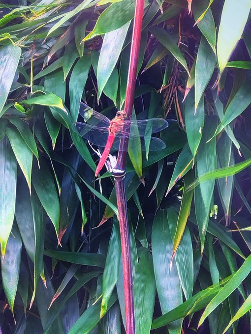 コピーしに行こうと玄関を出たら赤とんぼが停まっておりました。
今日は暑いですが秋の気配も濃くなりつつあり。 