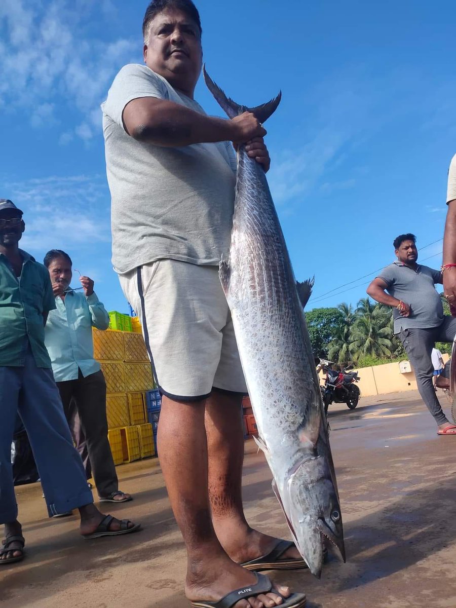 ddfishtadri's tweet photo. 17kg seerfish at tadri https://t.co/5yw39dPCeD