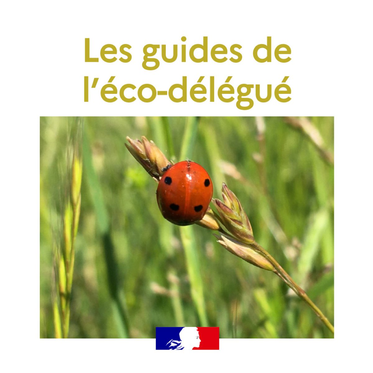 #MardiEDD 🌿Les éco-délégués sont les pivots de l’éducation au développement durable dans les écoles, les collèges et les lycées.

Des guides pour les professeurs et les élèves proposent des pistes pour agir au quotidien en faveur des #ODD

🐞 tinyurl.com/2kw9zxy9 #SEDD2022