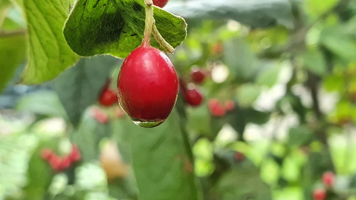 DuylsBos's tweet photo. Wat een natte, herfstige week. Maar de druppels aan de rode bessen van de Viburnum zijn toch een fleurige blikvanger
#viburnum #regen #regendruppels #herfstig #rodebessen #september #herfstvibes #blikvanger #kijkomjeheen https://t.co/LanuaoQs5Q