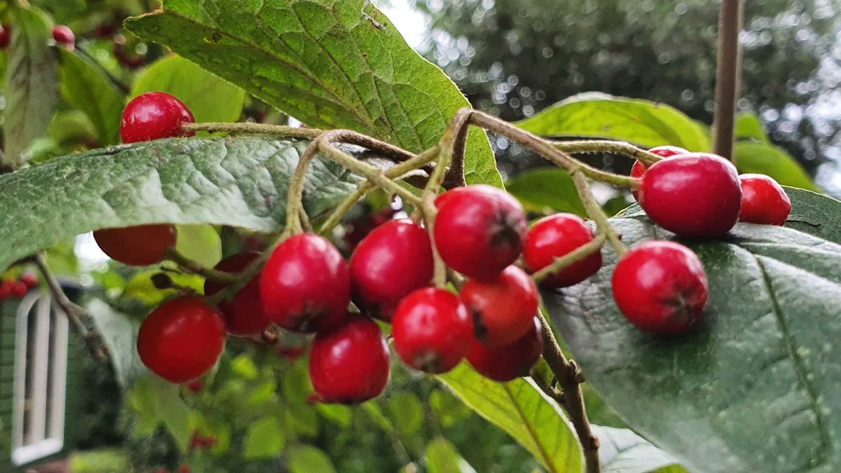 DuylsBos's tweet photo. Wat een natte, herfstige week. Maar de druppels aan de rode bessen van de Viburnum zijn toch een fleurige blikvanger
#viburnum #regen #regendruppels #herfstig #rodebessen #september #herfstvibes #blikvanger #kijkomjeheen https://t.co/LanuaoQs5Q