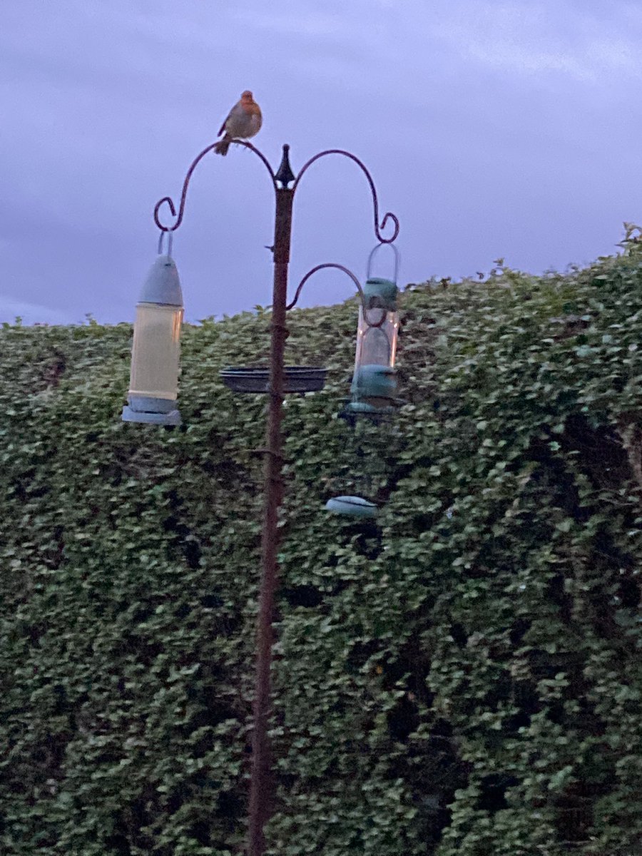 “Hey mate, it’s time to refill these!! No slacking on the job, we will need these!” Felt thoroughly admonished by the #firstbirdofmyday my friendly Robin! #firstjoboftheday off to the Corn Store for bird food!