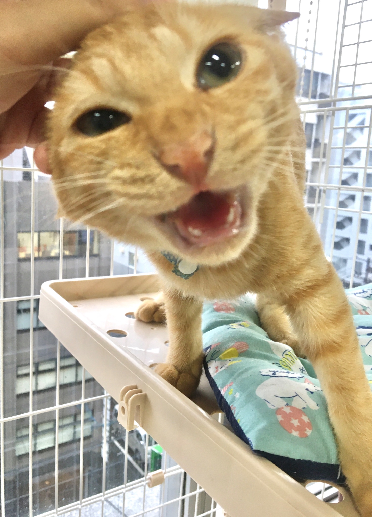 就労支援ねこぱんち Kohopunch Twitter