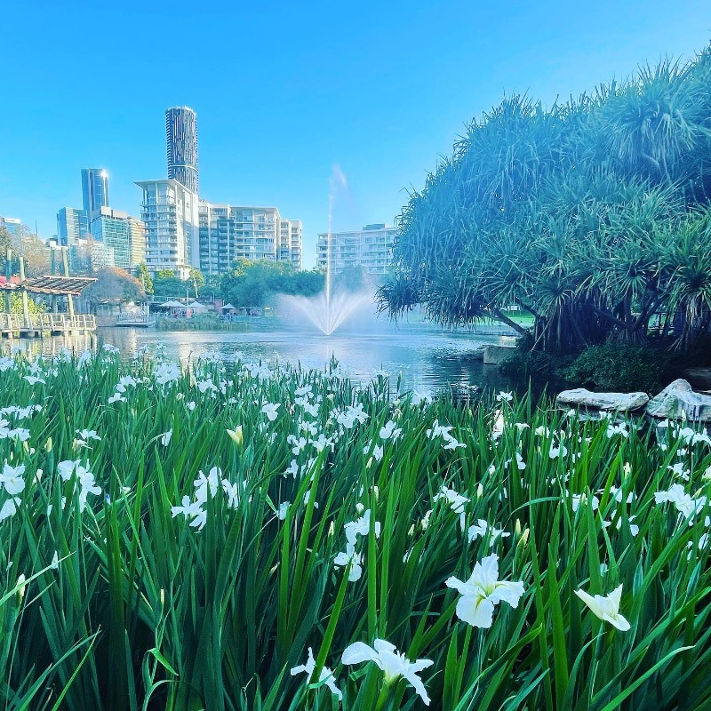 💦 Iris along the edge of the lake at #romastreetparkland. The name of the plant is from the Greek word for a rainbow. It is also the name for the Greek goddess of the rainbow, Iris. 📷 : @brisbaneisbeautiful/IG #iris
