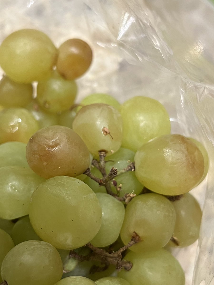 TracyinBoca's tweet photo. @lxJersonx @Instacart They do not care about their customers either. My shopper didn’t communicate and chose thee peaches and grapes last night. Instacart defended the shopper. My first time giving less than 5 stars ⭐️ in 6 years. https://t.co/fAAciIVq1f