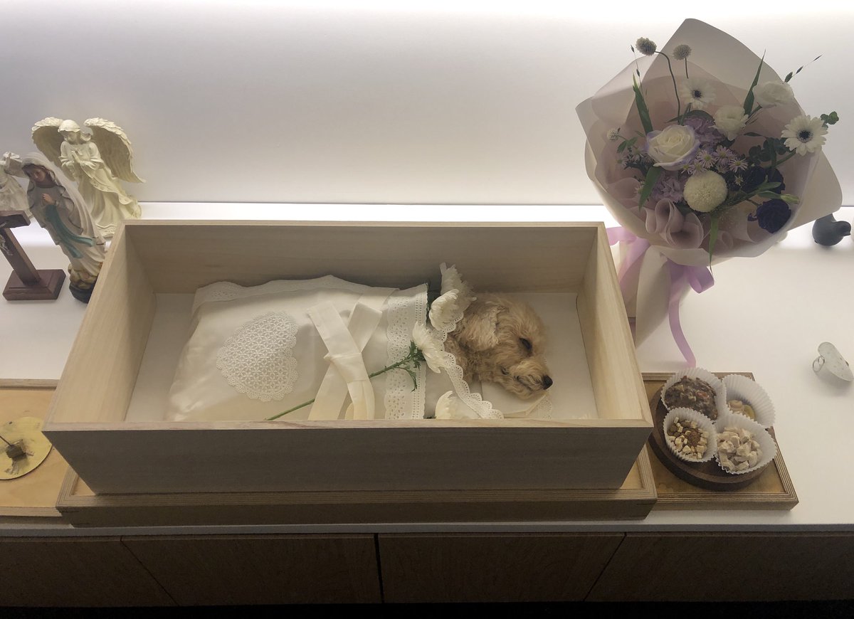 elaland's tweet photo. 일일이 잘 보내주고 왔습니다. 위로의 말씀들 정말 감사해요. 일일이는 이틀동안 엄마아빠랑 같이 잤고 보내주신 멘션들 하나도 빠짐없이 일일이에게 읽어줬어요. 떠나는 날에는 매일 다니던 공원을 한바퀴 돌면서 마지막 산책을 했습니다. 새랑 고양이랑 오리들에게 인사하고 따뜻한 햇볕도 받았어요. https://t.co/Xv3hFyGeog