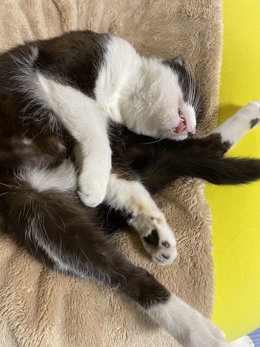 ウチの実家に住み着いたシロクロ猫のクロちゃんです
人に慣れてて非常に可愛いですね👀 