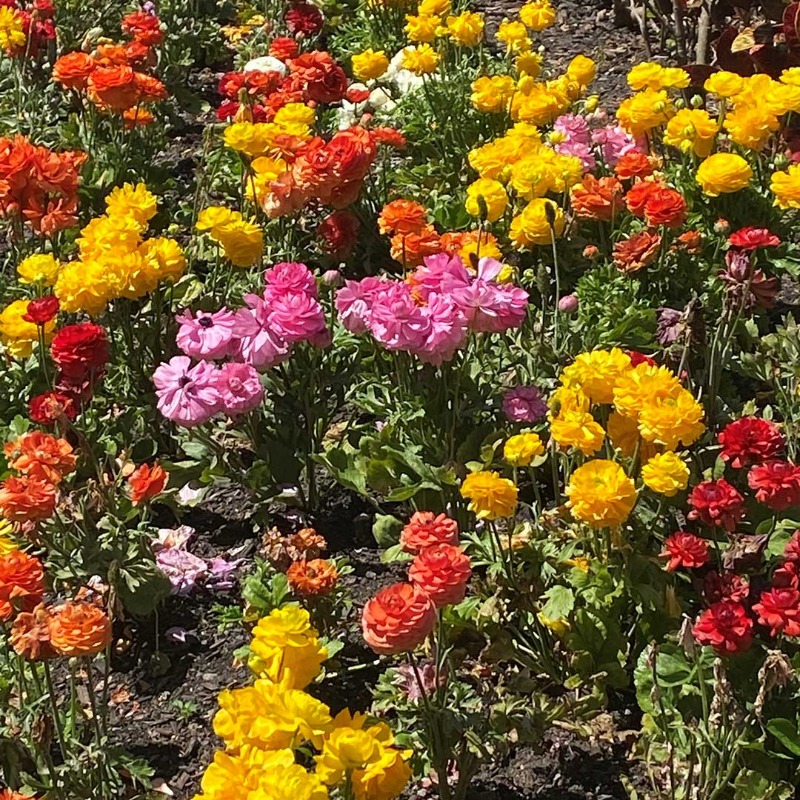 💛🧡 Ranunculus appear historically in Persian and Native American legends. The flowers are linked to a tale of a lovestruck Persian prince, and also a Native American coyote who replaced their eyes snatched by an eagle with the flowers. #romastreetparkland