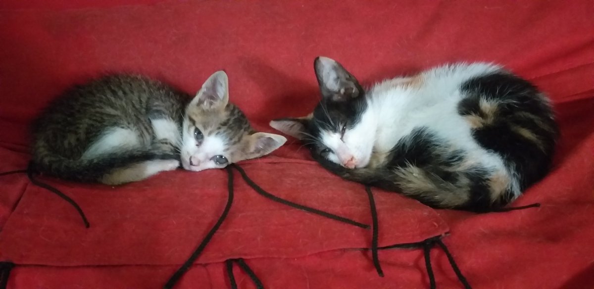 LucidLuxius's tweet photo. 🐈 When one of the 4th gen kittens meets the 5th. I just went down to grab a snack and have a break from tasks when I saw Yin and Dos sleeping together again, I just had to take a photo. Adorable~ 

#studytwt #studytwtpets #studyspo https://t.co/ztDrRqEgGs