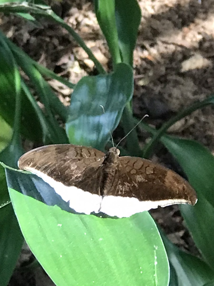 #TitliTuesday #IndiAves Tanaecia lepidea @Bhrigzz . Thanks very much for the IndiAves T-shirt and the sweet little note sent with it. Tomorrow will be a special post. How is that I seem to be seeing more butterflies than birds?