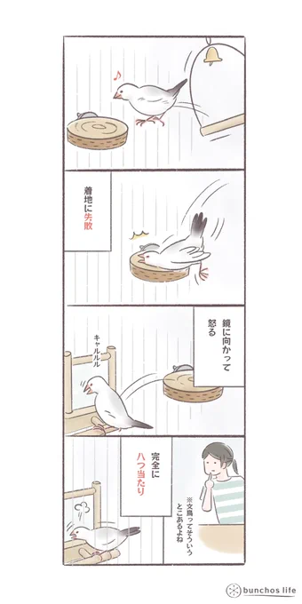 文鳥、たまに着地に失敗するけどそういうときすぐ八つ当たりする
#文鳥 
#bunchoslife 
#4コマ漫画 