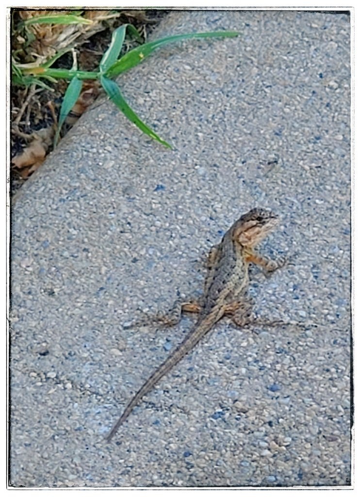 musicandpost's tweet photo. It's Not yet #FallYall 🍁🍂🍁 here in #LaLaLand 🌴, the #Lizards 🦎 are still out Enjoying these #HotTemps 🌡️! 😝 haha, ugh! 😁

How's the #Weather 🌞 in your #City 🌁  lately? 😀

Pic: #JamminJo / #JoAnnBush 2022 📸

#LosAngeles #CA #LizardsOfTwitter 🦎🦎 #LizardsOnTwitter 🦖🦖 https://t.co/CBqBFdbQYr
