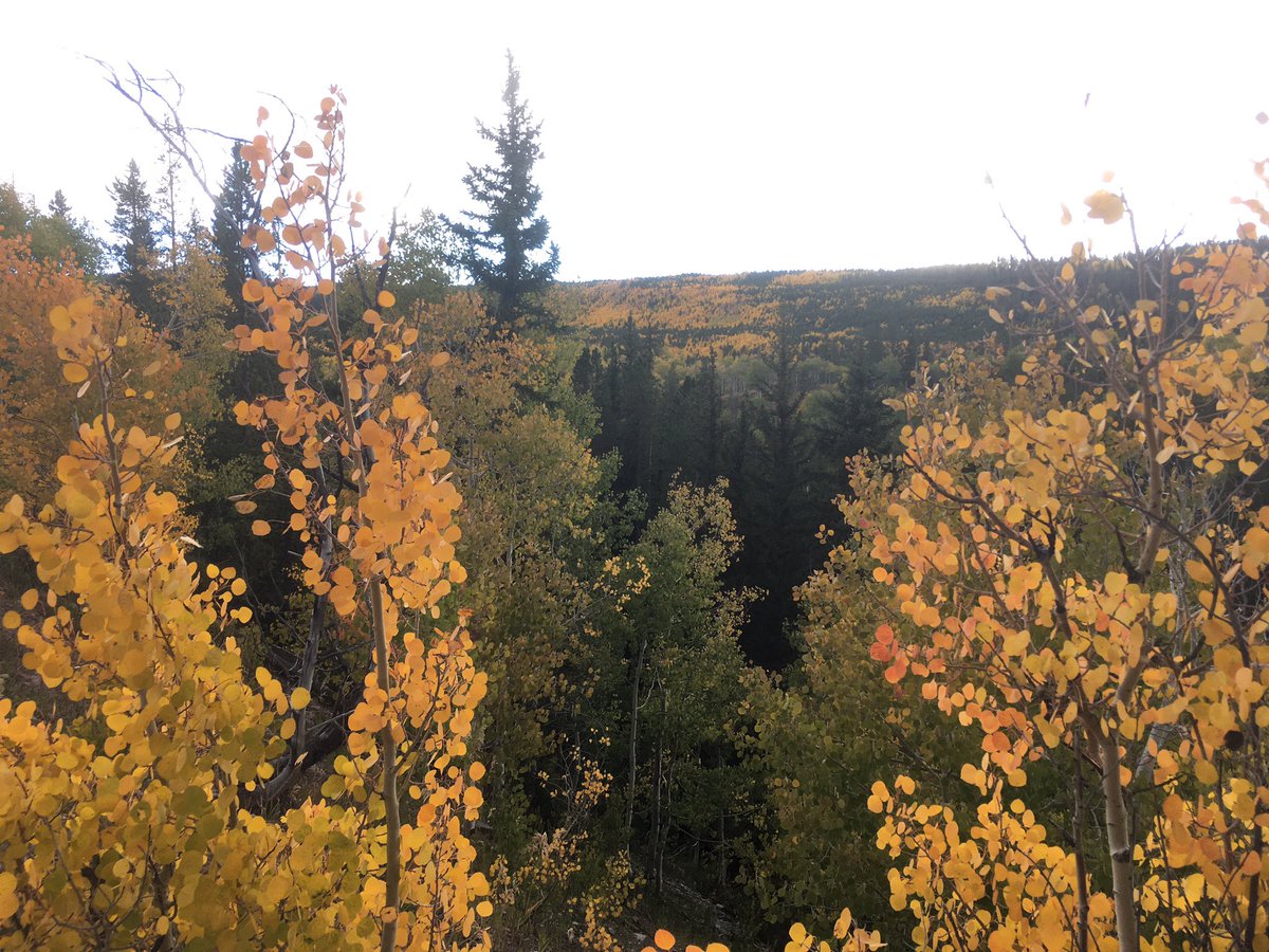 A little piece of Utah tonight. Went up into the Uintas off Mirror Lake Highway. Found all the fall colors on display. #utwx #fallcolors #NoFilter