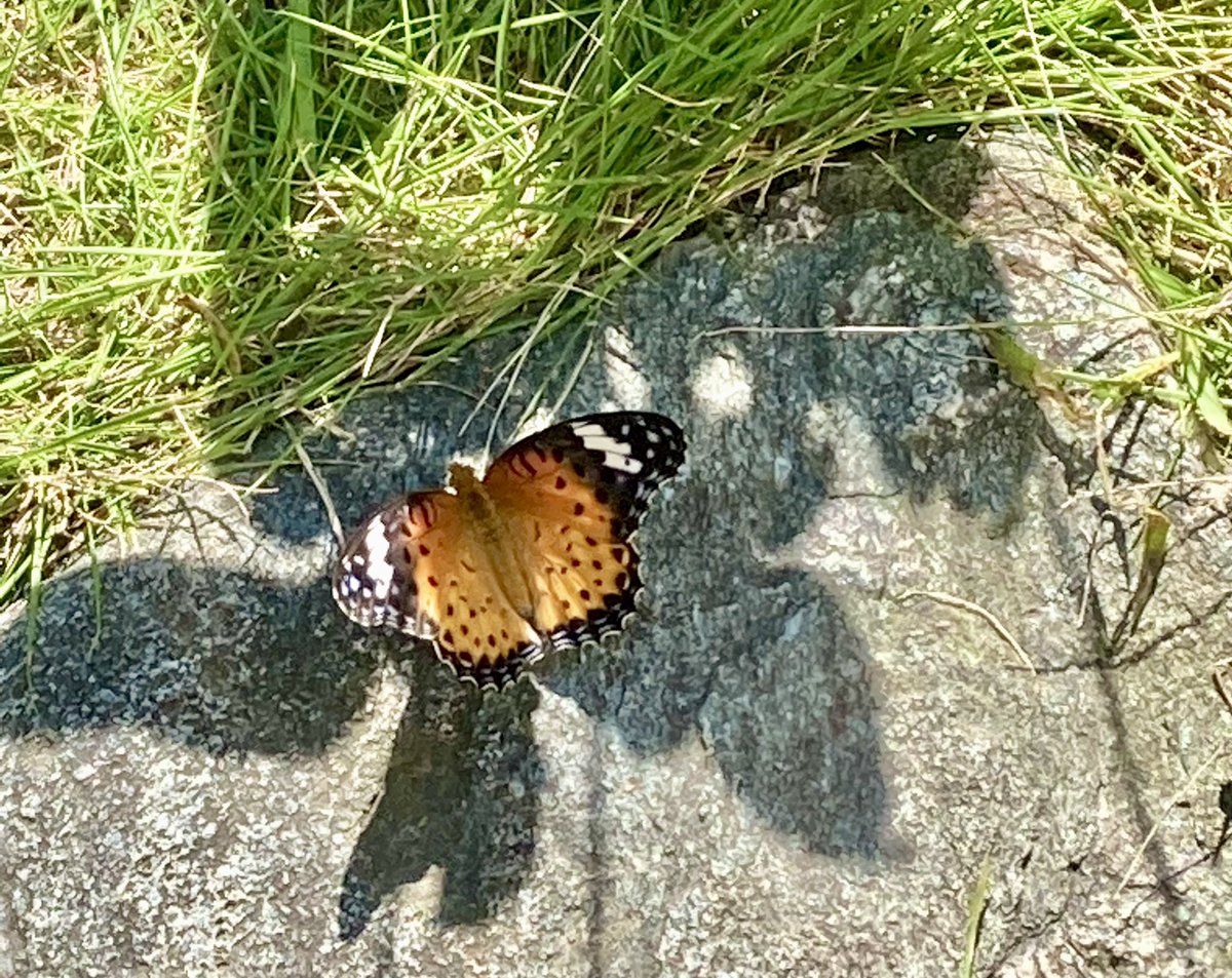 dylan9dylan9's tweet photo. マツバ牡丹探しに出たら庭に蝶🦋
Life prevails - 生き抜く
#LifePrevails https://t.co/KweKk4eg3y