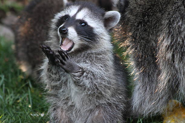 Raccoons Hourly tweet media