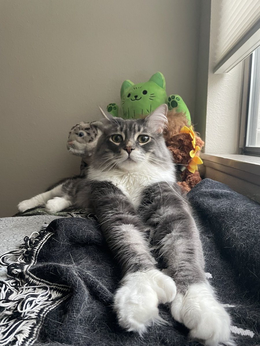 TheRealMaxGrove's tweet photo. @maine_gov How would you rate this polydactyl Maine coon named Lobster? https://t.co/EnOLSmrpif