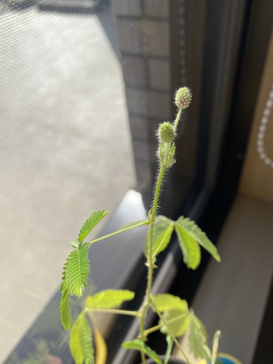 no_rin_'s tweet photo. ぎりぎりのいのちを保っていたおじぎ草につぼみが…！ https://t.co/iY7ezmFcRC