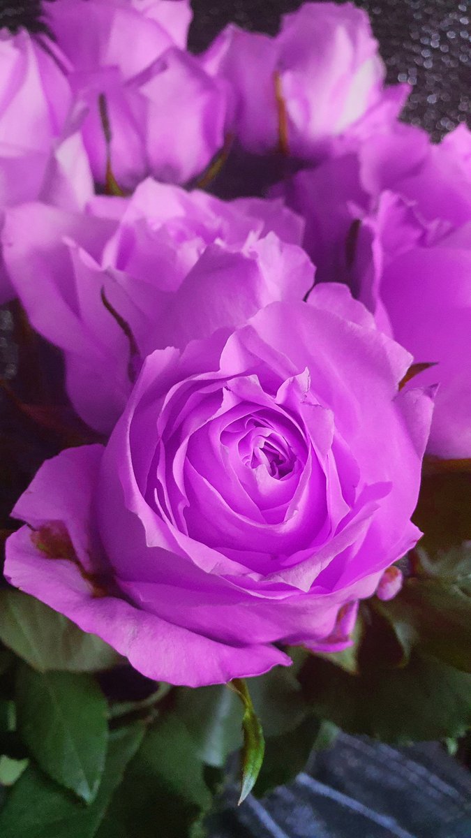 weareoutnc's tweet photo. #blumenfotografie #photography #powerofnature #flowerpower #naturfotografie #flowerphotography #blume #pflanzen #flowersoftwitter  #blumenfotografie #flowerlovers #sommer #love #fotografie #blütenpracht  #blütenmeer #blütenzeit https://t.co/CJ9zt405Ro