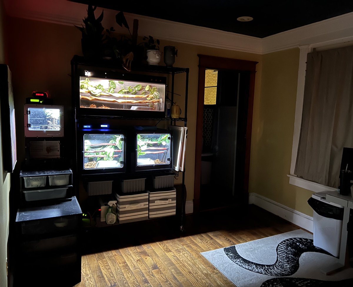 Rare occurrence that the reptile room/office is presentable so I had to document it! Love this room 🥰🥰🥰