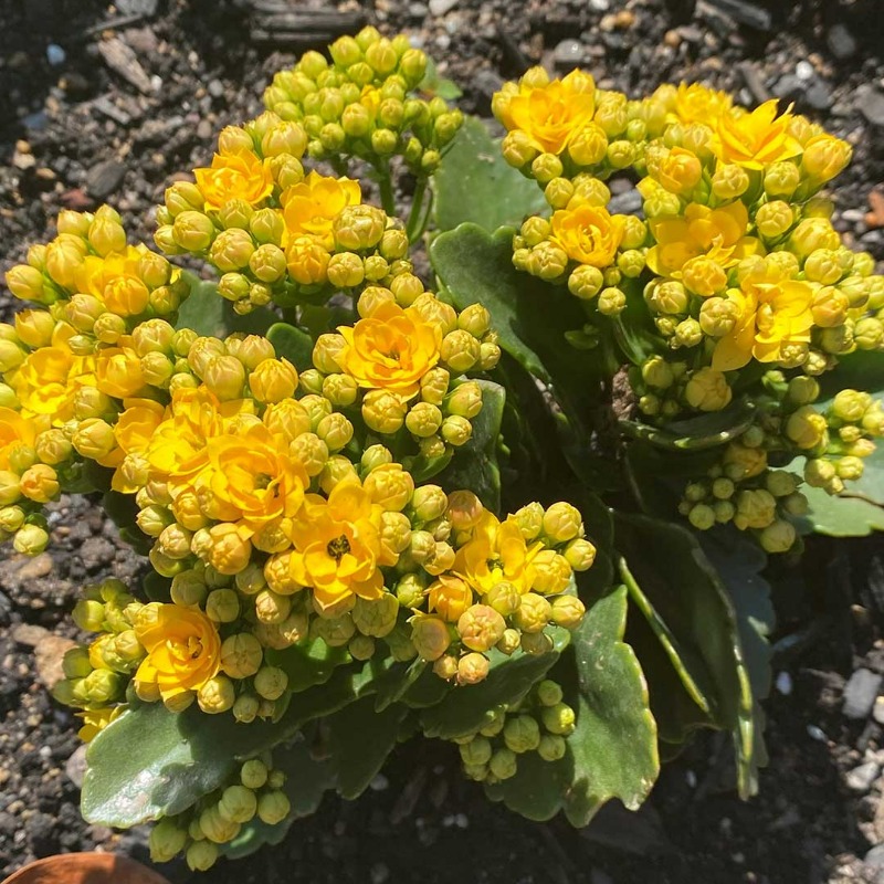 💛 Kalanchoe oleracea is a tough succulent plant mainly native to Madagascar and tropical Africa. #romastreetparkland