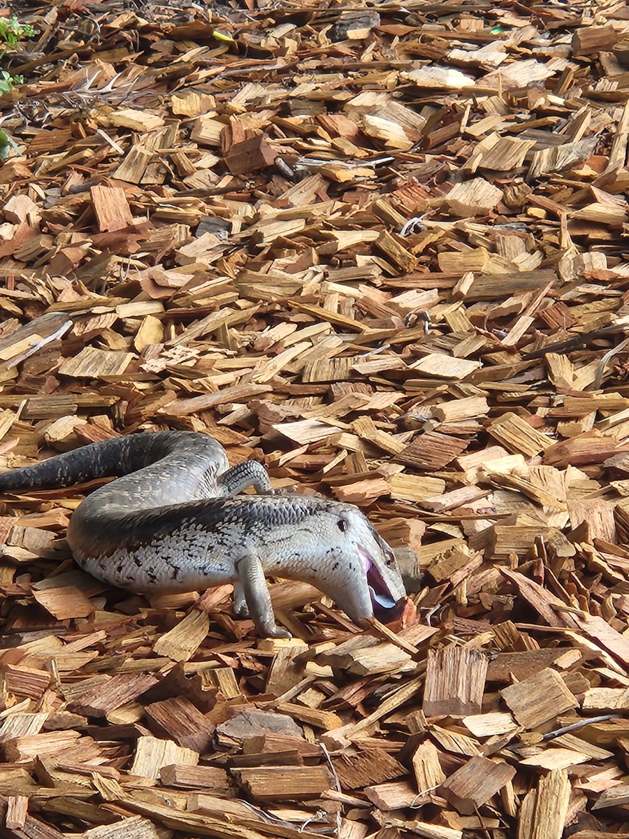 allison_graycon's tweet photo. #Australianwildlife making a welcome lunch buddy at @nswarchives today! 🦎 https://t.co/3BPyDJl1o1