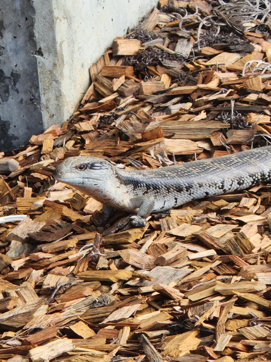 allison_graycon's tweet photo. #Australianwildlife making a welcome lunch buddy at @nswarchives today! 🦎 https://t.co/3BPyDJl1o1