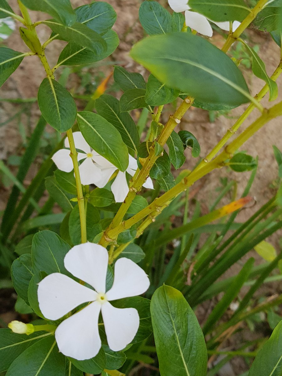 PlantAndTrees's tweet photo. Vella koduveli (White leadwort).
It is used in various Ayurvedic medicines.
Scientific name: Plumbago zeylanica.
#VellaKoduveli,#Koduveli, #Plumbago, #WhiteLeadwort, #PlumbagoZeylanica, #Ayurveda, #AyurvedicMedicine https://t.co/EseufK2muU