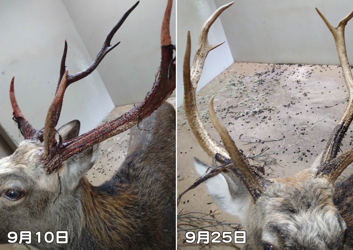だいぶ剥けました。 #エゾシカ #落角から約26週間 #2022年3月28～29日