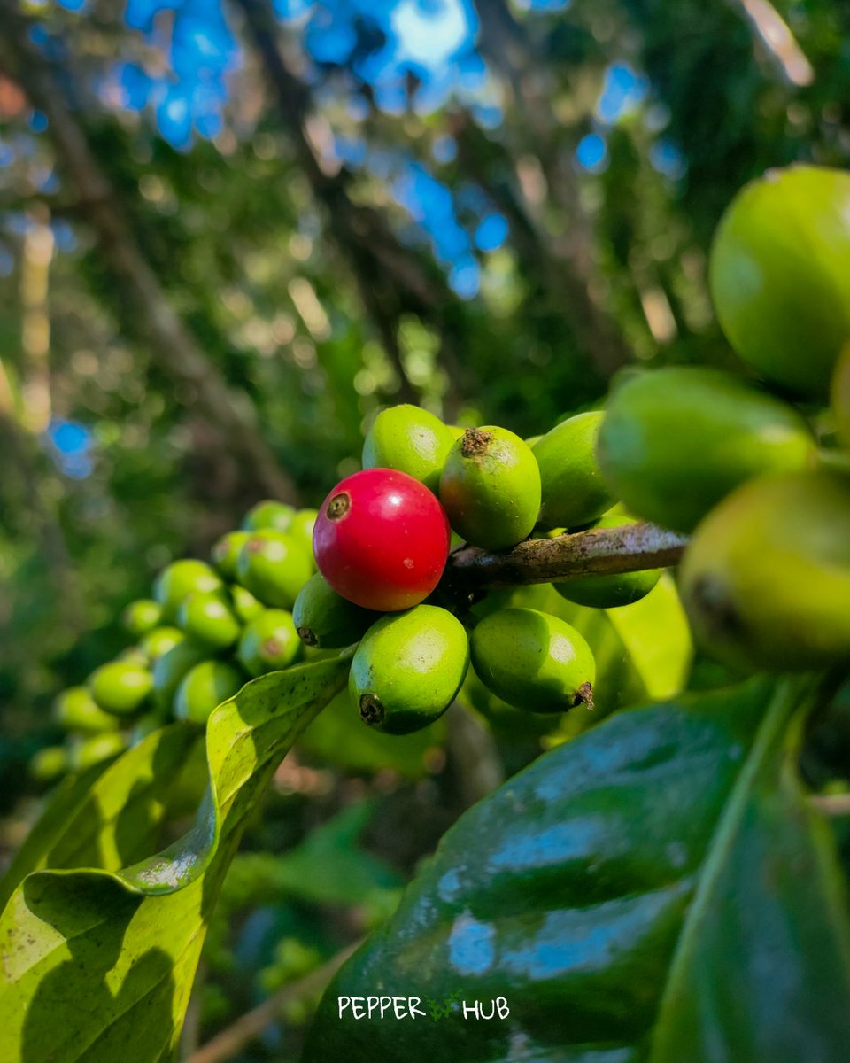 hubpepper's tweet photo. Kerala accounts for 19% of the total area under coffee plantation in the country. Wayanad, Travancore and Nelliampathi have 85,000 hectares under coffee plantation, roughly 2% of the state’s land area.
#pepperhub #coffeecultivation #farming #agriculture #coffeeplantation https://t.co/VedM8qwFyp