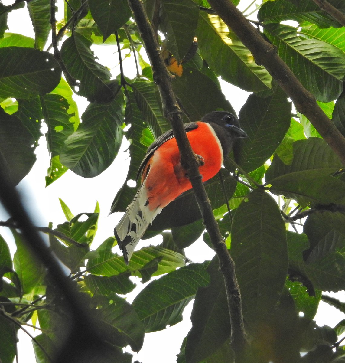 Growing up, I loved Lewis Carroll's Alice in Wonderland. I also wanted to slide down a rabbit hole and escape my dreary life. But, in my 30s, seeing #birds like this Malabar Trogon made me realize that my white rabbits have wings. So, follow them, I must. #Kerala #BirdsOfKerala