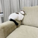 拗ねちゃった!飼い主に無視された猫の後ろ姿が可愛すぎる!