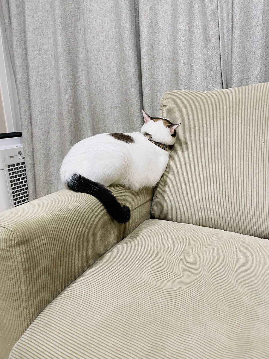 拗ねちゃった！飼い主に無視された猫の後ろ姿が可愛すぎる！