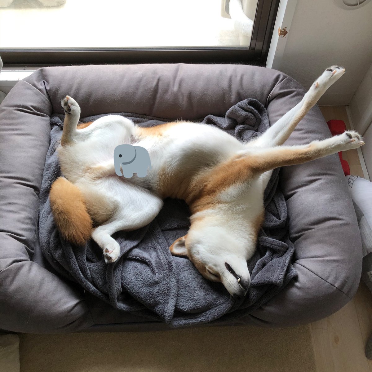 mohamedo08's tweet photo. #全日本きもちよさそうに眠るいぬ選手権 https://t.co/GfJ1kDlAfQ
