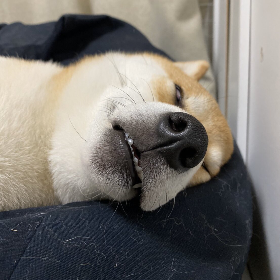 mohamedo08's tweet photo. #全日本きもちよさそうに眠るいぬ選手権 https://t.co/GfJ1kDlAfQ