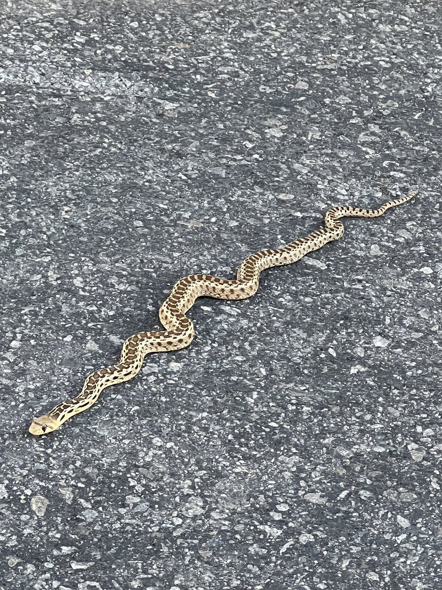 Janie Van Halen tweet media