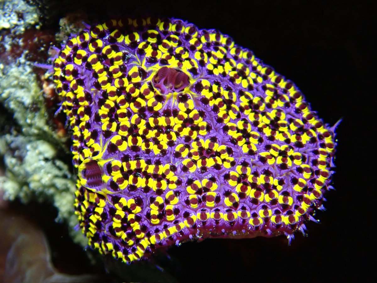 Marine Invert friends, I am searching for a tunicate taxonomist to help identify new collections from Western Australia. Any recommendations?? $ available for expert identifications. DM for more info.