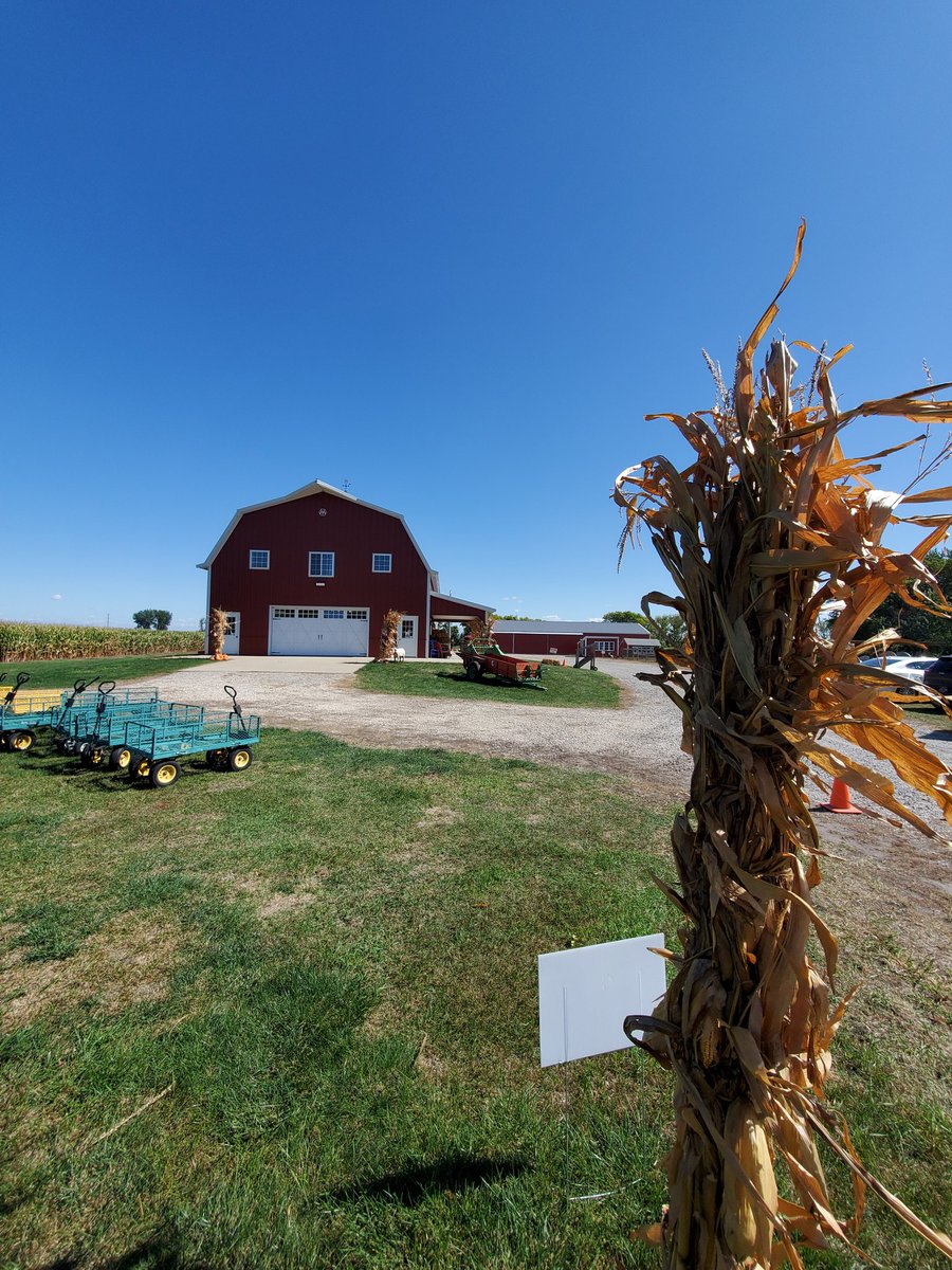 Plan now to visit the beautiful pumpkin patches in <a href="/Travel_Iowa/">Travel Iowa</a> <a href="/Shannon_Latham/">Shannon Latham</a>, your pumpkin patch looks beautiful! Enchanted Acres near Sheffield, Iowa is where the fun is. #thisisiowa