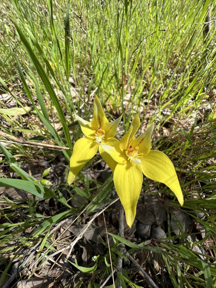 SarahJKnight's tweet image. So I stop at the Tuart forest just before Busselton Western Australia, to look for orchids and I find bunnies! Definitely Petstock. Presumably dumped.

Not that unusual but the thing is I am reading a book called The Constant Rabbit by @jasperfforde

Also orchids were found.