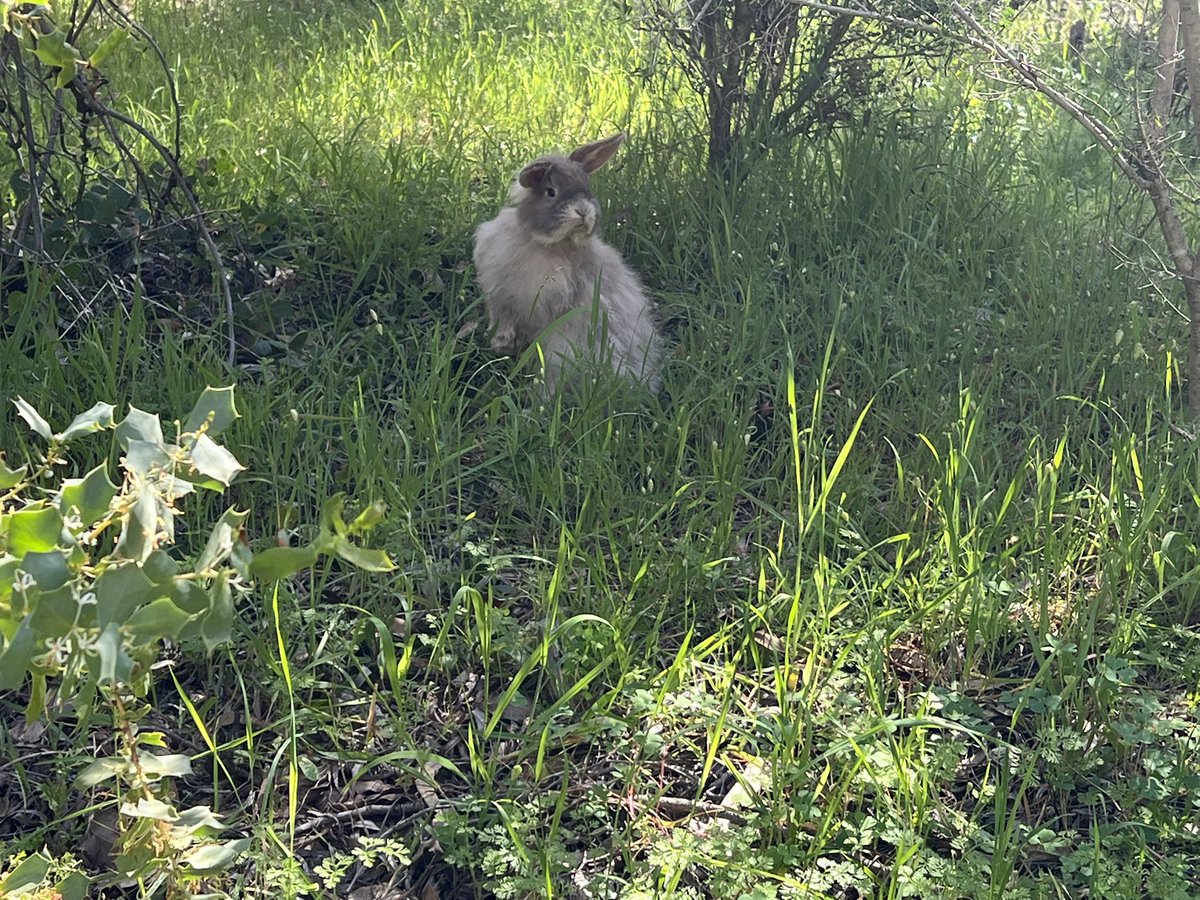 SarahJKnight's tweet image. So I stop at the Tuart forest just before Busselton Western Australia, to look for orchids and I find bunnies! Definitely Petstock. Presumably dumped.

Not that unusual but the thing is I am reading a book called The Constant Rabbit by @jasperfforde

Also orchids were found.