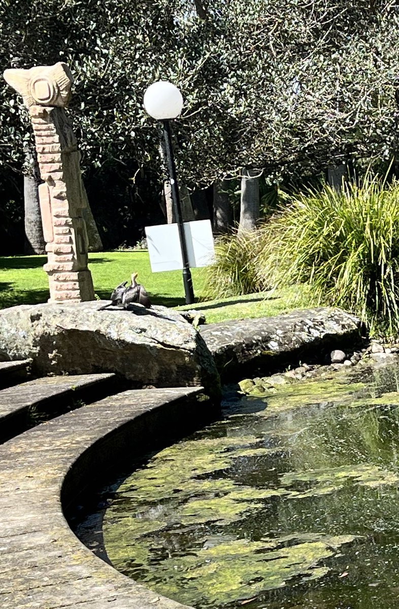 Lunchtime at the McKinnon lawn pond <a href="/UOW/">UOW</a> <a href="/UOWASSH/">Faculty of the Arts, Social Sciences & Humanities</a>